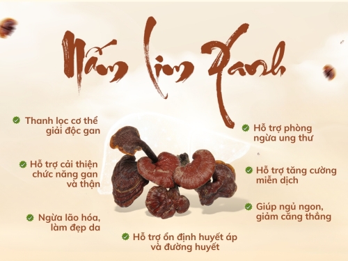 Tác dụng của rượu nấm Lim Xanh: Đọc ngay trước khi mua